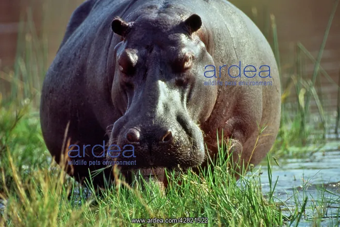 : Hippopotamus - Feeding : Hippopotamus - Feeding