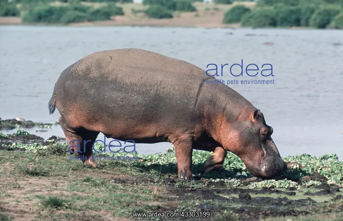 : HIPPOPOTAMUS - feeding on riverbank : HIPPOPOTAMUS - feeding on riverbank