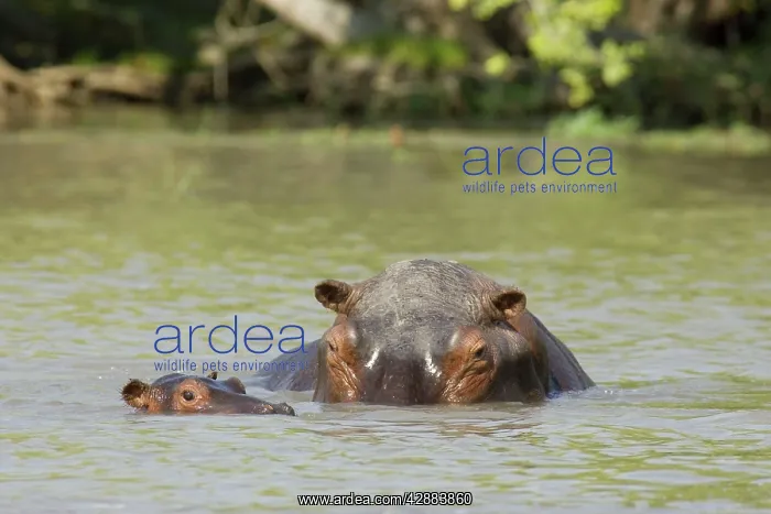 : Hippopotamus - Female with calf in the Lufupa River : Hippopotamus - Female with calf in the Lufupa River