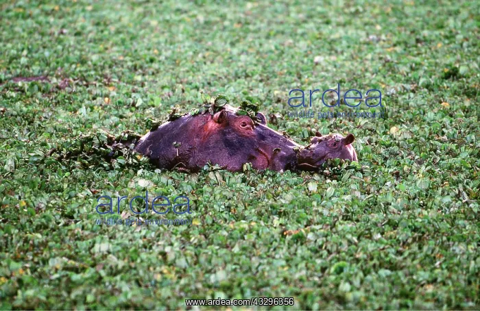  : HIPPOPOTAMUS - Female with young in water covered