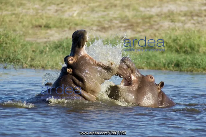 : Hippopotamus - Fighting in a pool not far from : Hippopotamus - Fighting in a pool not far from