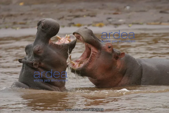 : Hippopotamus - Two fighting in water : Hippopotamus - Two fighting in water