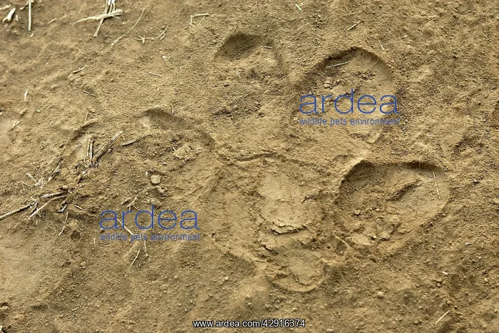 : Hippopotamus - footprint : Hippopotamus - footprint