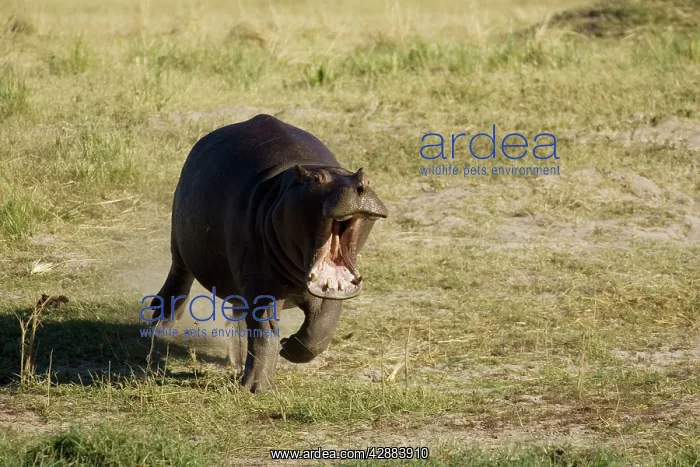 : Hippopotamus - The furious hippo rushes towards : Hippopotamus - The furious hippo rushes towards