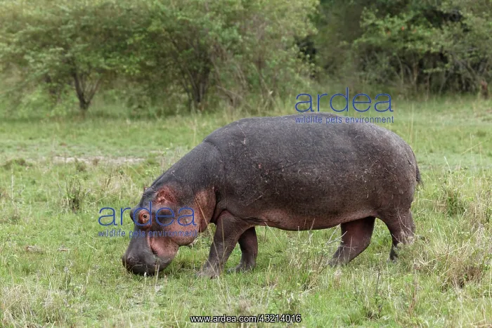 : Hippopotamus grazing away from riverside : Hippopotamus grazing away from riverside
