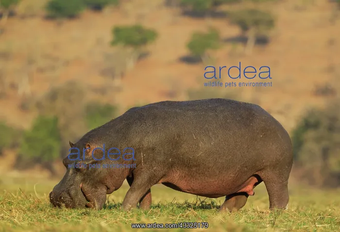 : Hippopotamus - grazing bull in the evening light : Hippopotamus - grazing bull in the evening light