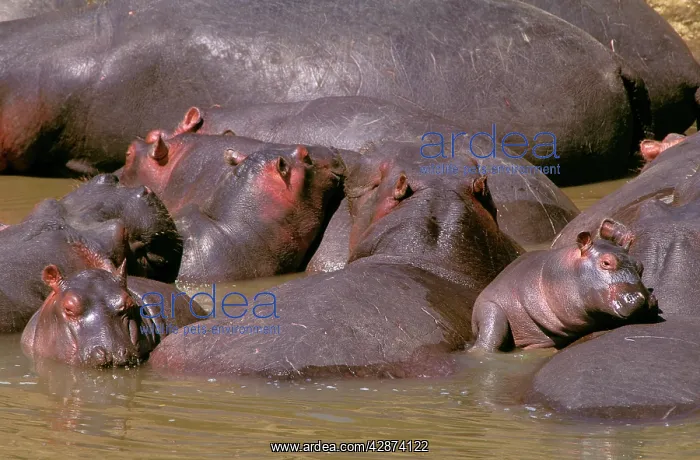  : Hippopotamus - group of adults and young dozing in river