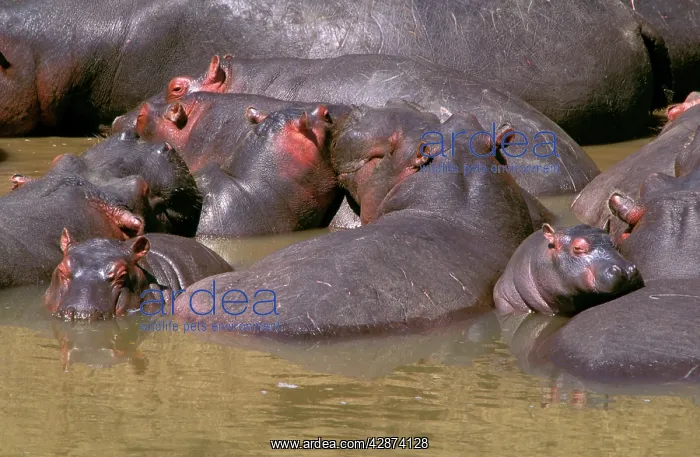 : Hippopotamus - group of adults and young dozing in river