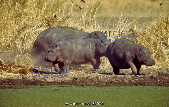 : Hippopotamus - Group of Hippos : Hippopotamus - Group of Hippos