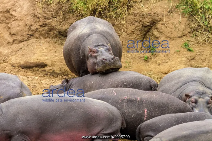 : Hippopotamus group of Hippos resting on the Mara river bank : Hippopotamus group of Hippos resting on the Mara river bank