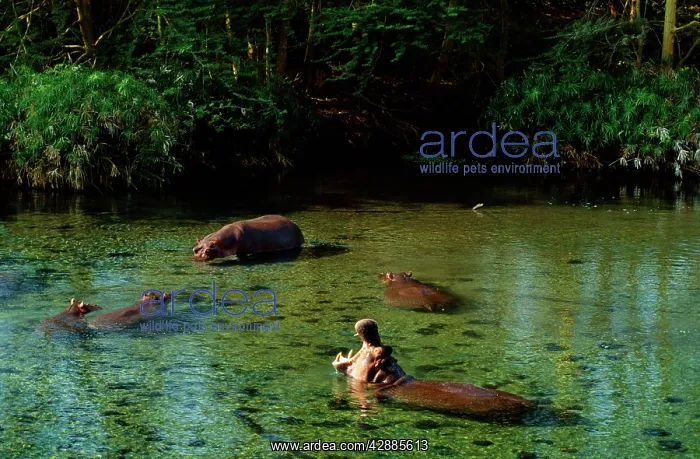  : Hippopotamus - group on swamp