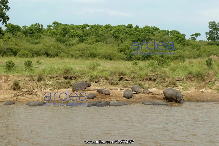 : Hippopotamus - group by water : Hippopotamus - group by water