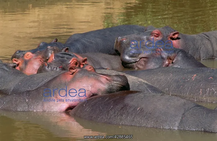  : HIPPOPOTAMUS - GROUP IN WATER