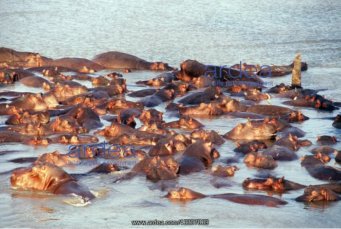  : HIPPOPOTAMUS - Group in water