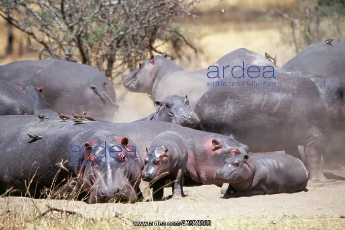 : HIPPOPOTAMUS - group with young