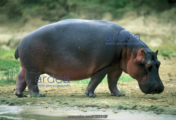 : Hippopotamus, (H. amphibius), Kazinga Channel : Hippopotamus, (H. amphibius), Kazinga Channel