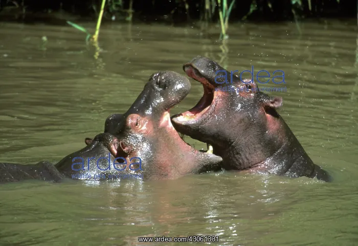 : Hippopotamus, (H. amphibius), mother & young : Hippopotamus, (H. amphibius), mother & young