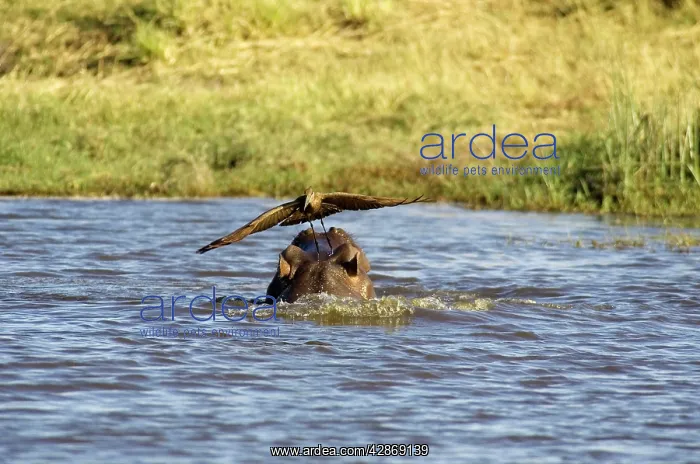 : Hippopotamus + Hamerkop (Scopus ) - The hamerkop : Hippopotamus + Hamerkop (Scopus ) - The hamerkop