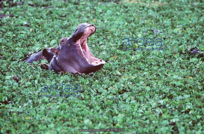 : HIPPOPOTAMUS - head emerging from Salvinia molesta, roaring