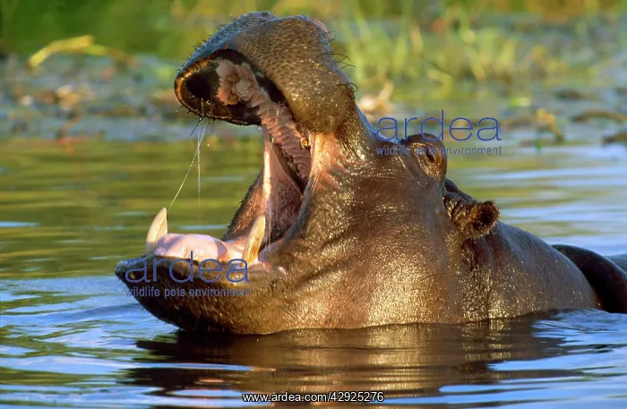 : HIPPOPOTAMUS - headshot, yawning, in the water : HIPPOPOTAMUS - headshot, yawning, in the water