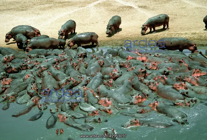 : Hippopotamus herd crowded into pool at end of dry season : Hippopotamus herd crowded into pool at end of dry season