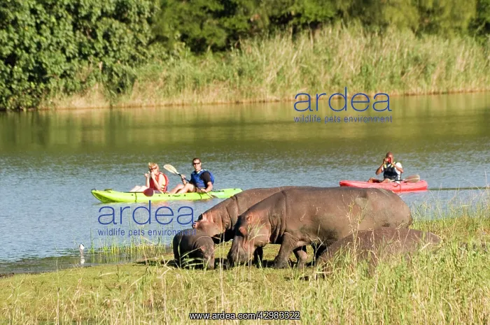 : Hippopotamus / Hippo : Hippopotamus / Hippo