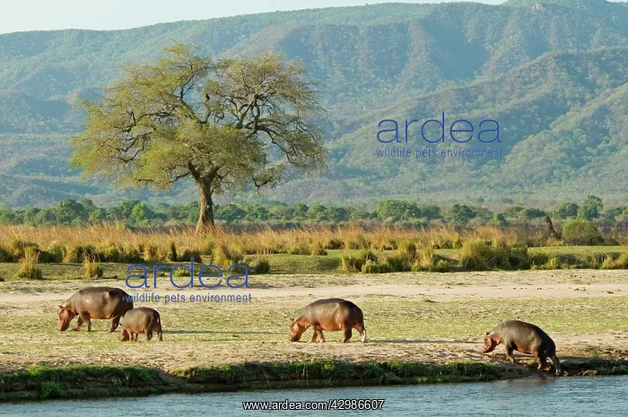 : Hippopotamus / Hippo - emerging from Zambesis River : Hippopotamus / Hippo - emerging from Zambesis River
