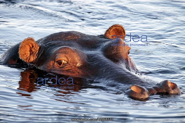 : Hippopotamus - Hippo with eyes, ears and nostrils : Hippopotamus - Hippo with eyes, ears and nostrils