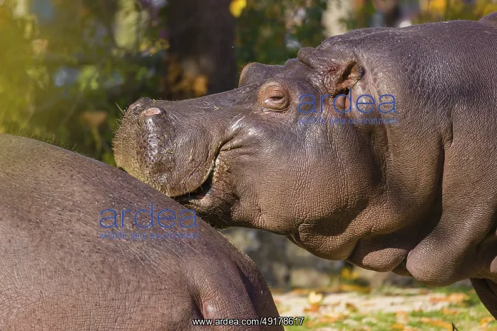  : Two hippopotamus or hippo (Hippopotamus amphibius)