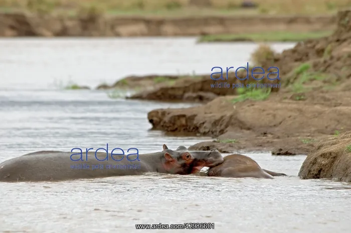 : Hippopotamus / Hippo - investigating carcase of : Hippopotamus / Hippo - investigating carcase of