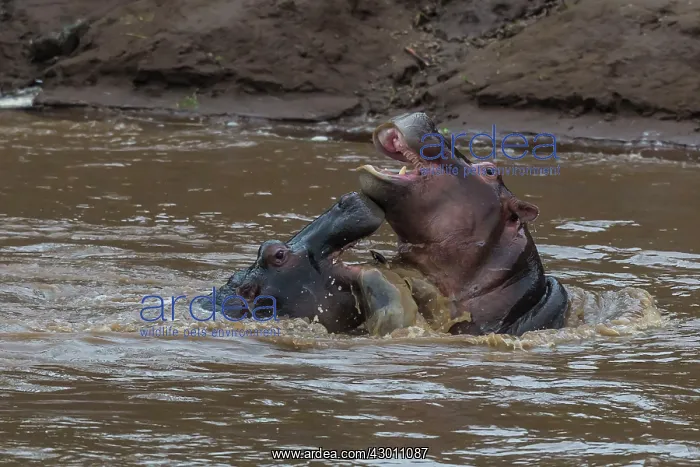 : Hippopotamus / Hippo mating foreplay Masai Mara : Hippopotamus / Hippo mating foreplay Masai Mara