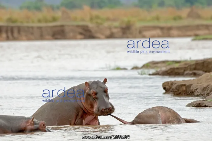 : Hippopotamus / Hippo - in river investigating carcase : Hippopotamus / Hippo - in river investigating carcase