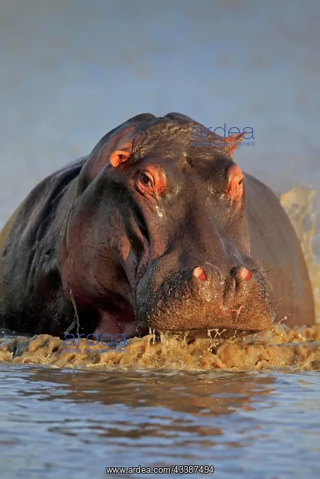 : Hippopotamus (Hippopatamus amphibius), adult, in w : Hippopotamus (Hippopatamus amphibius), adult, in w