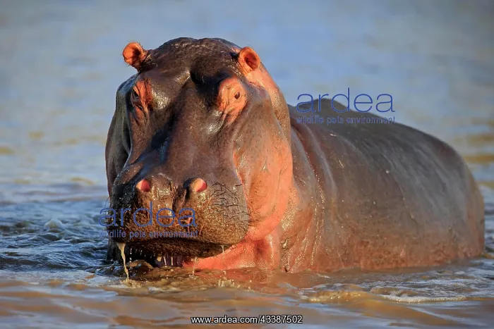 : Hippopotamus (Hippopatamus amphibius), adult, in w : Hippopotamus (Hippopatamus amphibius), adult, in w