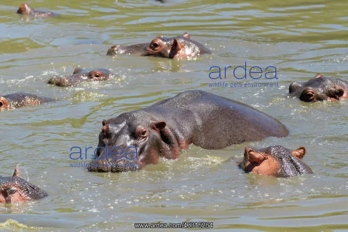 : Hippopotamus (Hippopatamus amphibius), group in : Hippopotamus (Hippopatamus amphibius), group in