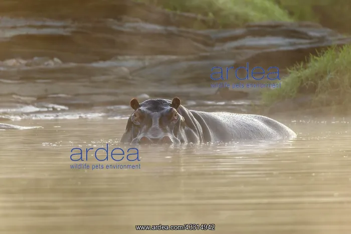 : Hippopotamus (Hippopatamus amphibius), at sunrise : Hippopotamus (Hippopatamus amphibius), at sunrise