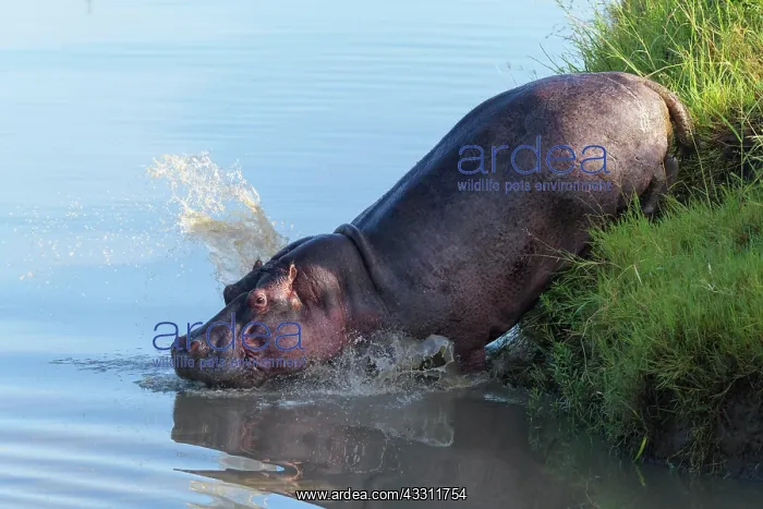: Hippopotamus (Hippopatamus amphibius), in water : Hippopotamus (Hippopatamus amphibius), in water