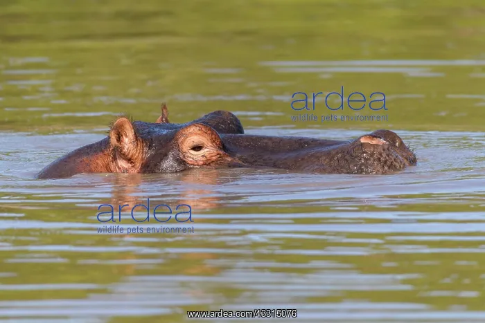 : Hippopotamus (Hippopatamus amphibius), in water : Hippopotamus (Hippopatamus amphibius), in water