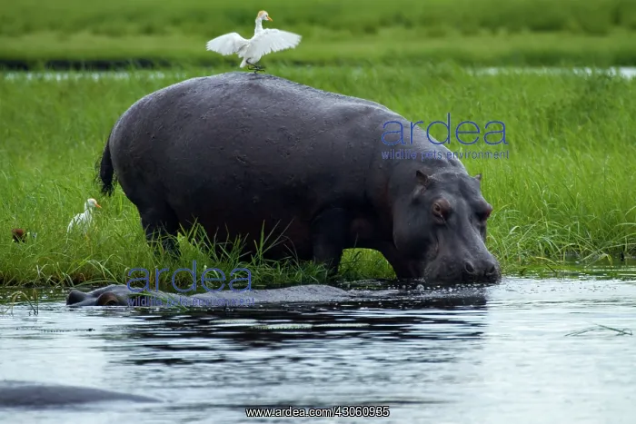 : Hippopotamus (Hippopotamus amphibius), and : Hippopotamus (Hippopotamus amphibius), and