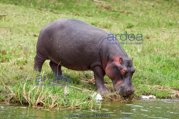 : Hippopotamus (Hippopotamus amphibius) in : Hippopotamus (Hippopotamus amphibius) in