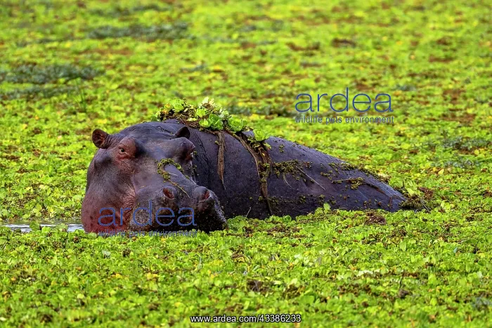 : Hippopotamus (Hippopotamus amphibius), adult, swimming : Hippopotamus (Hippopotamus amphibius), adult, swimming