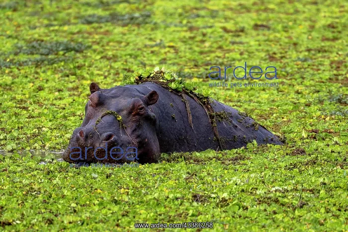 : Hippopotamus (Hippopotamus amphibius), adult, swimming : Hippopotamus (Hippopotamus amphibius), adult, swimming