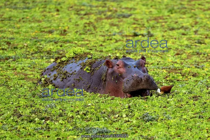 : Hippopotamus (Hippopotamus amphibius), adult, swimming : Hippopotamus (Hippopotamus amphibius), adult, swimming