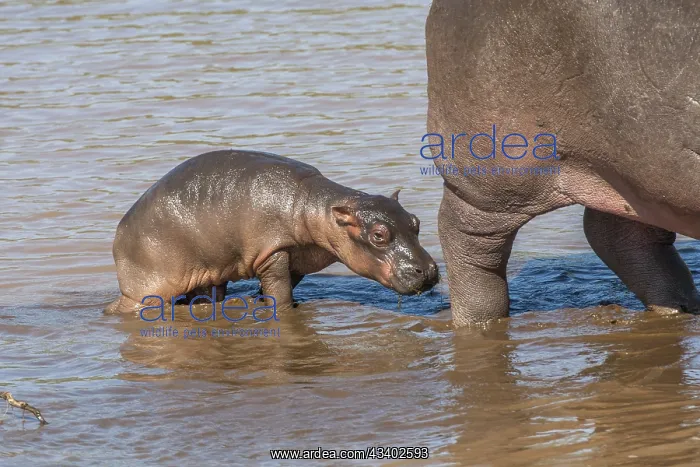  : Hippopotamus (Hippopotamus amphibius), Hippopotamus