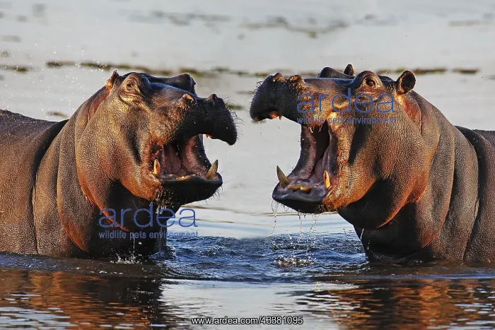 : Hippopotamus (hippopotamus amphibius), Adult wit : Hippopotamus (hippopotamus amphibius), Adult wit