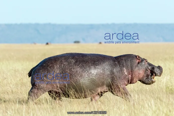 : Hippopotamus (Hippopotamus amphibius), agressive : Hippopotamus (Hippopotamus amphibius), agressive