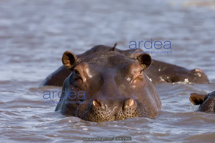 : Hippopotamus (Hippopotamus Amphibius), Busanga : Hippopotamus (Hippopotamus Amphibius), Busanga