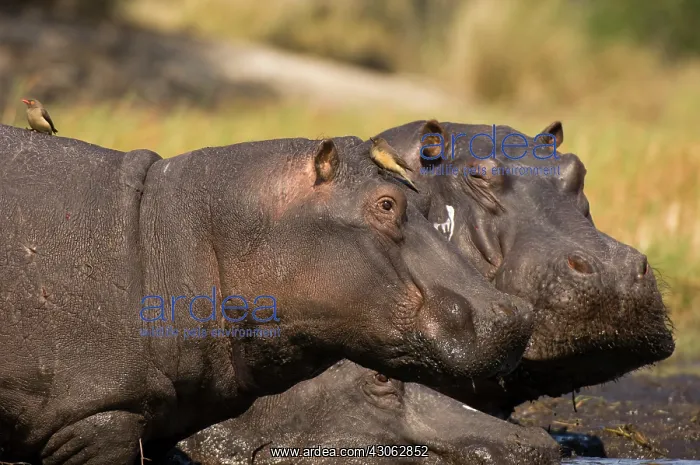 : Hippopotamus (Hippopotamus Amphibius), Busanga : Hippopotamus (Hippopotamus Amphibius), Busanga