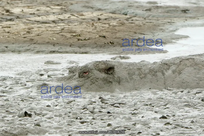 : Hippopotamus (Hippopotamus amphibius) and Catfish : Hippopotamus (Hippopotamus amphibius) and Catfish