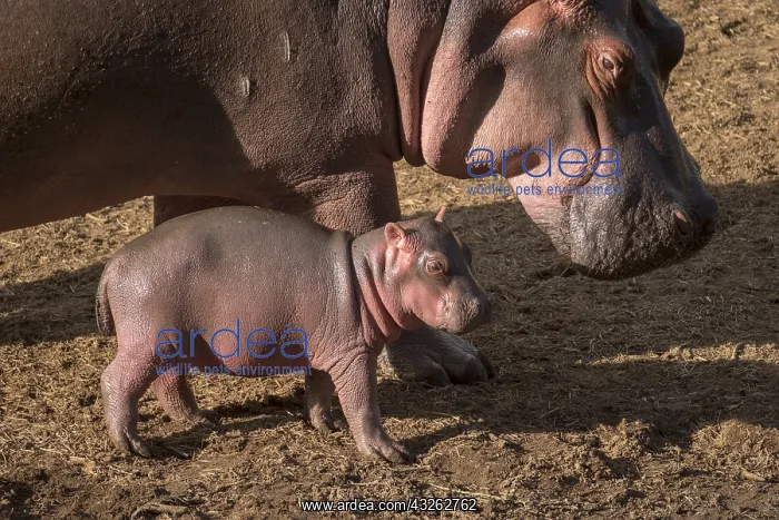 : Hippopotamus (Hippopotamus amphibius), female and : Hippopotamus (Hippopotamus amphibius), female and